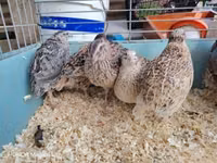 Quails — Foto 3