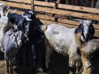 Ziegenbock, Ziegen — Foto 4