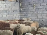 كبش, الأغنام — الصورة 6