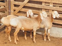 كبش, Arashan sheep — الصورة 1