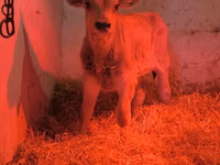 Buqa, Swiss cattle — 2-rasm