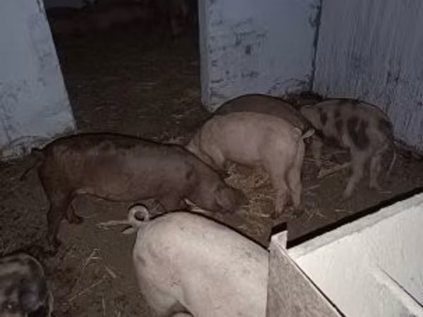 Verro, Cerdos