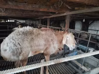 Carnero, Edilbay sheep — foto 7