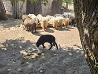 كبش, Racka sheep — الصورة 1