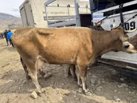 母牛, Cattle — 照片 1