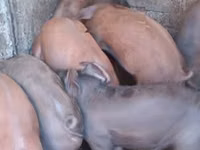 Sow, Pigs — photo 1