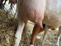 Ziege, Saanen goat — Foto 8