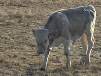 公牛, Cattle — 照片 2