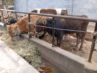 Bulle, Swiss cattle — Foto 1