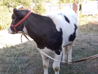 Kuh, Swiss cattle — Foto 6