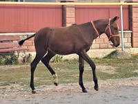Caballo, Caballos — foto 2