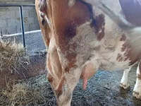 母牛, Simmental cattle — 照片 2