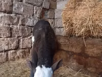 Sigir, Russian Black pied cattle — 5-rasm