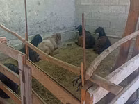 Carnero, Ovejas — foto 8