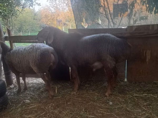 Widder, Arashan sheep — Usbekistan
