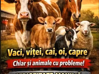 Ат, Аттар — сүрөт 2