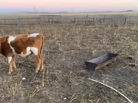 Bulle, Russian Black pied cattle — Foto 2