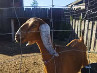 母山羊, Nubian Goat — 照片 4