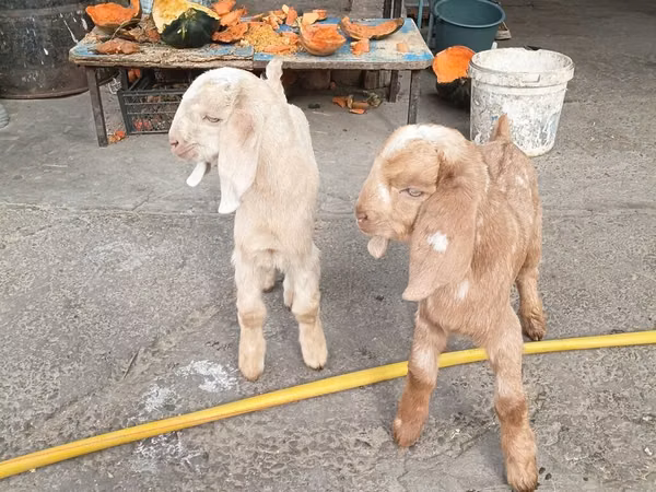 Ешкілер (топ, жынысы көрсетілмеген), Beetal goats
