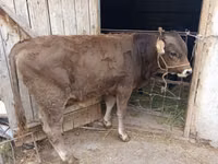 公牛, Swiss cattle — 照片 4