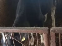 Vaca, Simmental cattle — foto 4