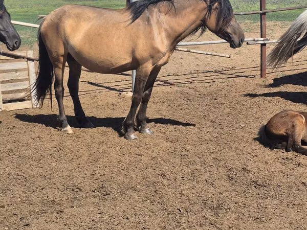 Stute, Mugalzhar horse