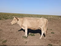 母牛, Latvian Blue cattle — 照片 1