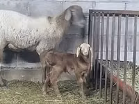 Schaf, Arashan sheep — Foto 1