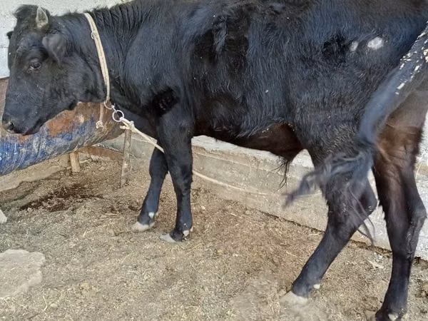 Toro, Aberdeen-Angus