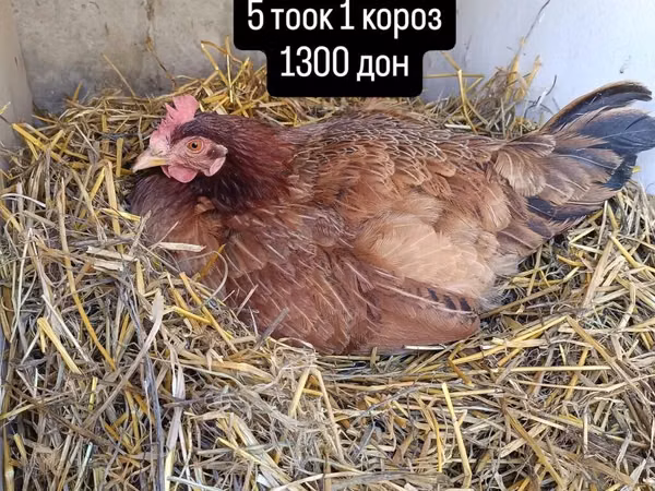 Chickens — Kirgisistan