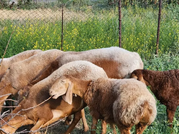 Қой, Rhon sheep