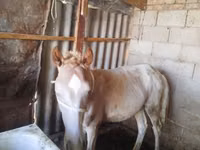 حصان, French Trotter — الصورة 1