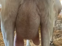 Ziege, Saanen goat — Foto 4