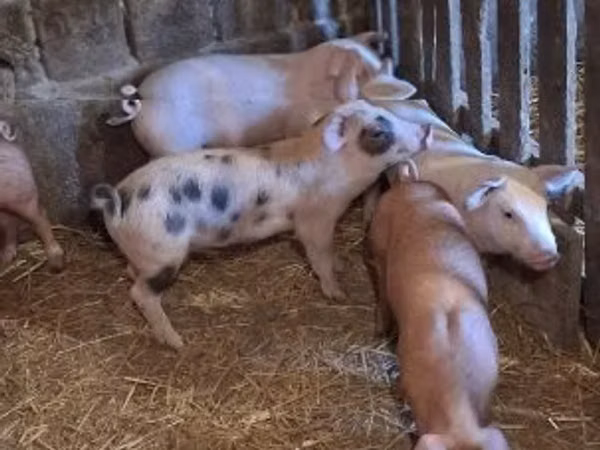 Schweine (Partie, Geschlecht nicht angegeben), Schweine