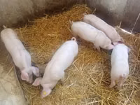 母猪, Pigs — 照片 1