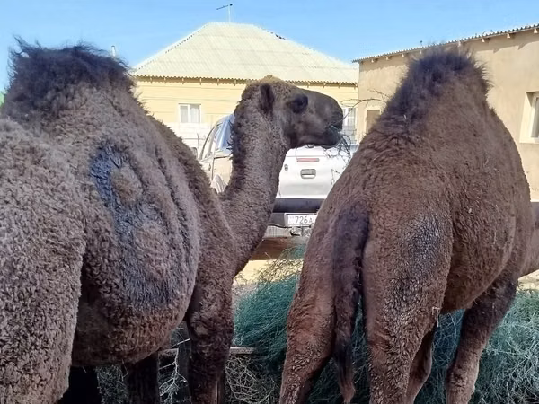 公骆驼, Kazakh Bactrian camel