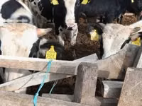 Toro, Russian Black pied cattle — foto 4