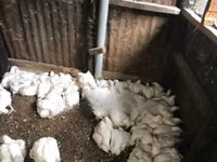 शामो चिकन्स — फ़ोटो 1