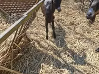 Ziege, Nubian Goat — Foto 3