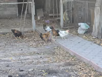Chickens — Foto 2