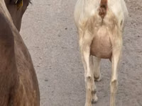 Ziege, Saanen goat — Foto 4