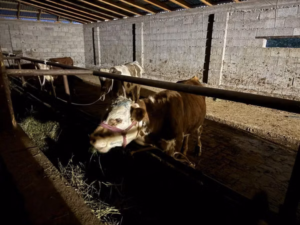 公牛, Latvian Blue cattle