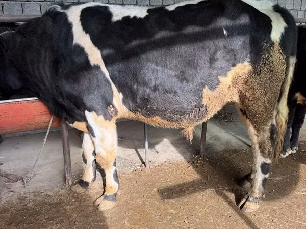 Rinder (Partie, Geschlecht nicht angegeben), Russian Black pied cattle