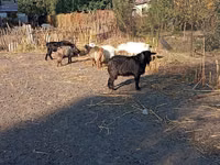 Ziegenbock, Ziegen — Foto 5