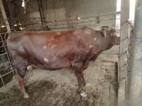 公牛, Cattle — 照片 2