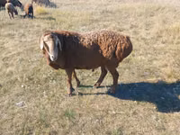 نعجة, Hissar sheep — الصورة 1