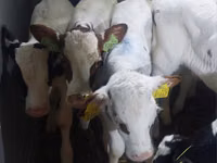 公牛, Simmental cattle — 照片 1