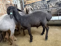 Qoʻchqor, Arashan sheep — 3-rasm