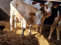 أبقار (دفعة، الجنس غير محدد), Simmental cattle — الصورة 6