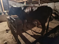 母牛, Swiss cattle — 照片 2